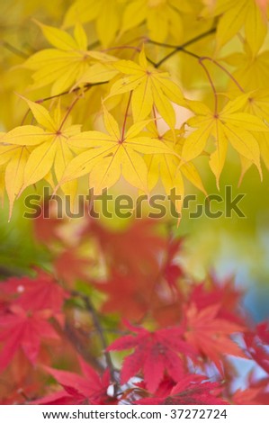 Bright yellow and red Autumn (Fall) foliage.