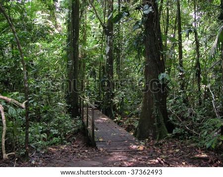 A small bridge through Amazon rain forest.