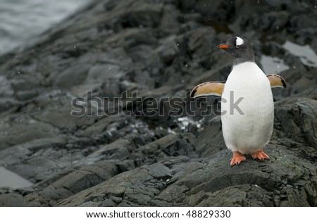 A Gentoo Penguin standing on the rocks with its wings open - Antarctic Peninsula