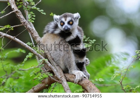 Ring-Tailed Lemur in a Tree - Madagascar