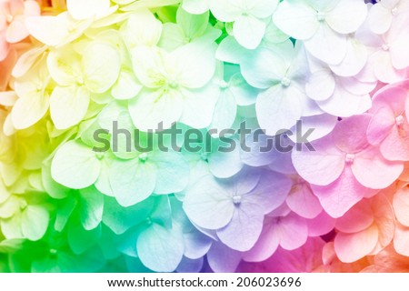 Rainbow flowers background