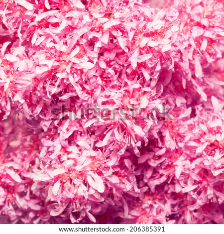 Beautiful pink flower background