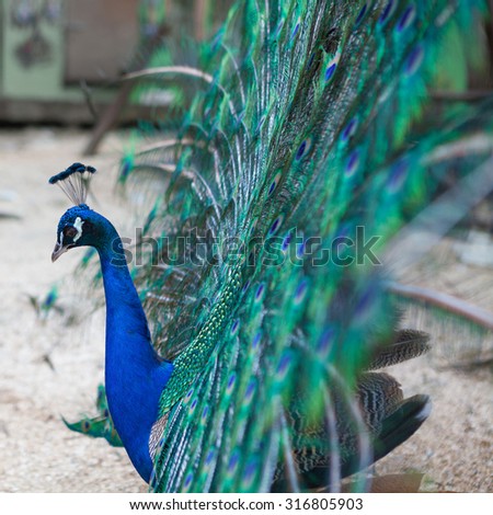 Beautiful peacock showing its beautiful tail feathers, close up