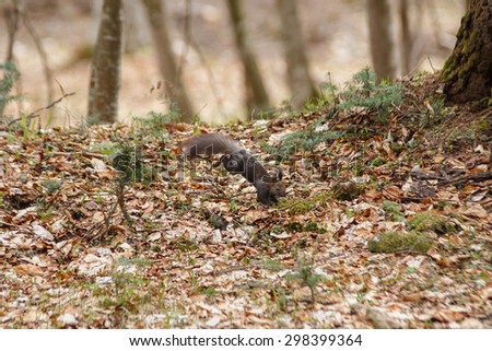Cute squirrel jumps rapidly among spring grass in the forest