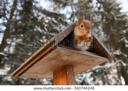red squirrel in a wooden trough in winter park