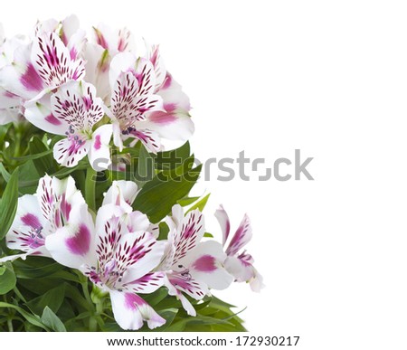 alstromeria bouquet on a white background whith a place for the text
