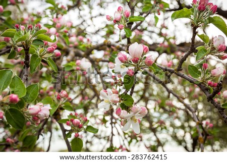 spring, tree, blossom, apple, flower, background, flowers, nature, green, floral, white, garden, petal, pink, summer, sky, bright, bud, leaf