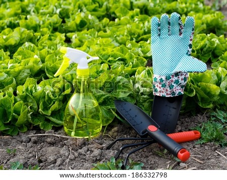 Tempting gardening work - colorful tools and salad bed.