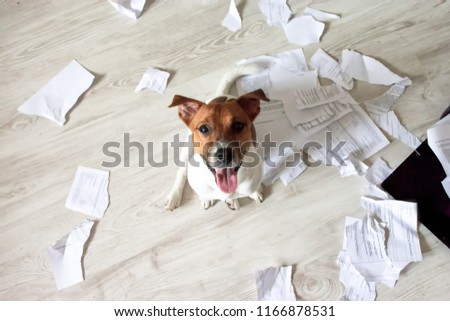 Naughty Dog in the Mess. Bad Dog Sitting In Torn Pieces of Documents on the Floor. Pet Tore up Important Documents. Bad dog sitting and looking up on his owner