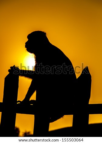 Silhouette of a monkey sitting on the fence in sunset time