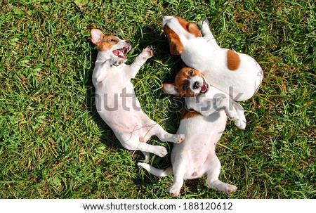 Cute puppies playing outdoors