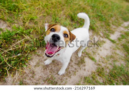 Cute barking dog in field