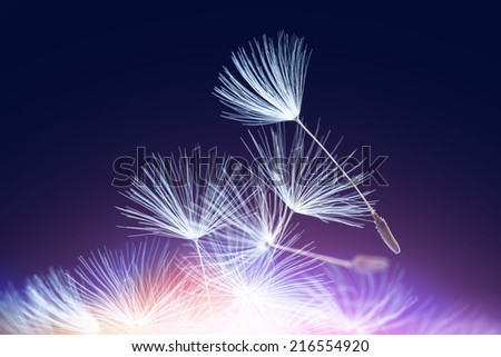 Abstract dandelion seeds, purple lighted