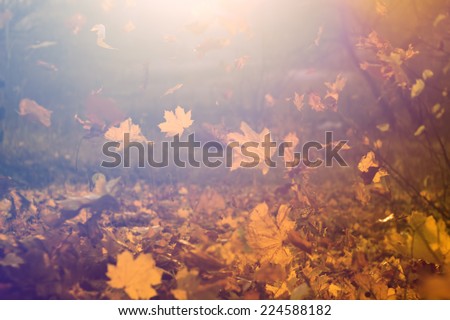 Autumn nature background. Beauty world. Retro style filter. Instagram toning effect. Vintage photo. Retro style