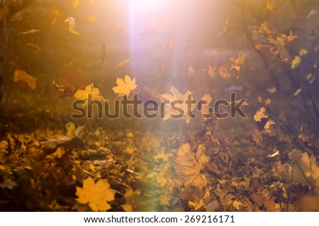 Falling yellow, orange and red autumn leaves in beautiful nature background with sun flare light leak in soft focus