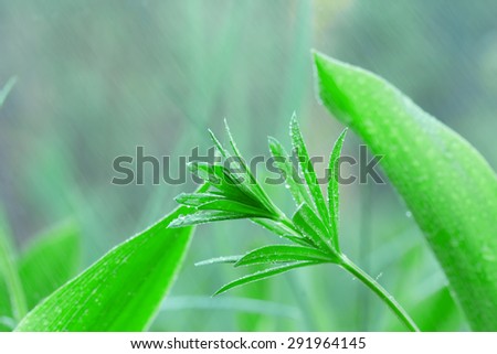 Green plants under the sweet rain, natural backgrounds