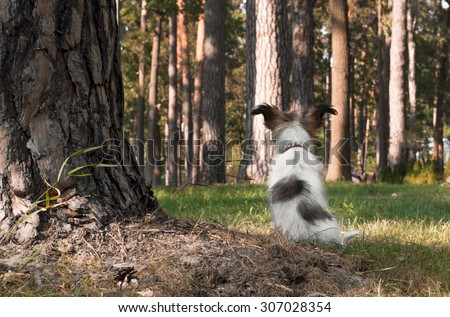 Small dog puppy thinking about the future in a forest under a big tree