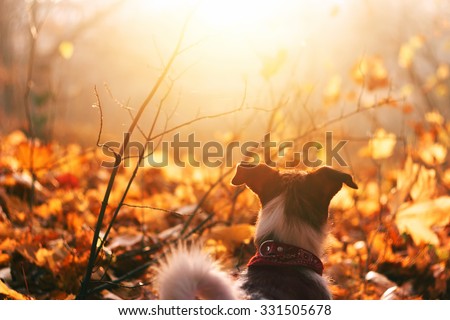 Little dog watching sunset in a autumn landscape