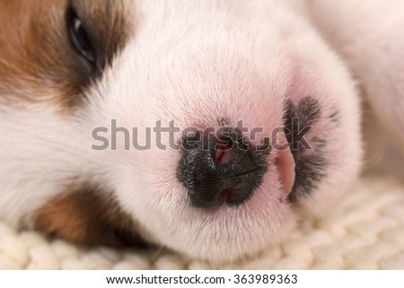 Closeup of a puppy face. Dog sleeping. Animal nose macro