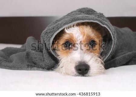 Cute dog is lying on bed after taking bath, covered with grey towel and looking at camera. Pet looks sad and suppressed. Offending puppy hiding under the blanket. Funny domestic animal scene.