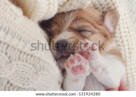 Small Dog Puppy Sleeping Sweet on Cozy Knitted Sweater. Human Holding Pet on Hands. Animals Care.