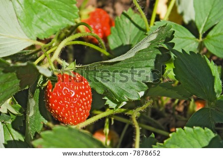 strawberry, juicy, berry, red, healthy, fruit, nature, summer, close-up, vegetable, green, ripe, sweet, gardens, agriculture, cute, leaf, beauty, foods