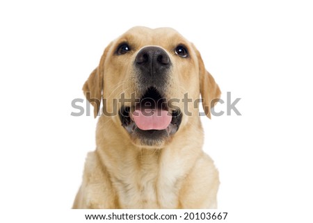 dachshund golden retriever mix puppies. golden retriever mix