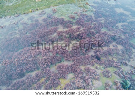 Rock Pool with Red Seaweed