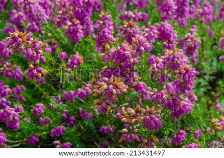 Heather in Full Bloom, Deep Purple Colouring