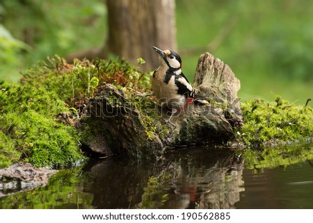 Woodpecker at the edge of a pond near a bird hide
