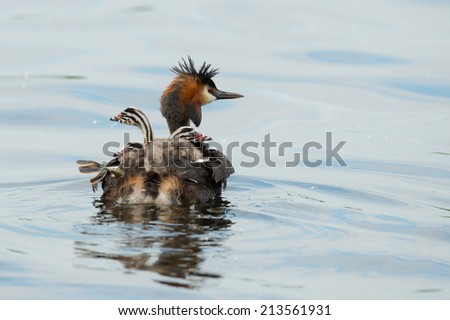 Three little young Great Crested Grebes (Podiceps Cristatus) laying at their parents back. Waiting until the other parent brings some little fishes.