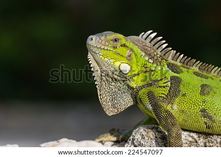 Green iguana (Iguana iguana) on a rock at Curacao