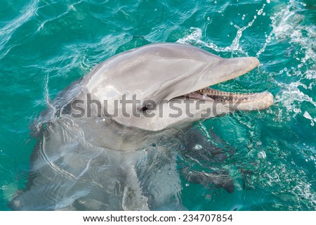 Bottlenose dolphin in the caribbean sea at Netherlands Antilles