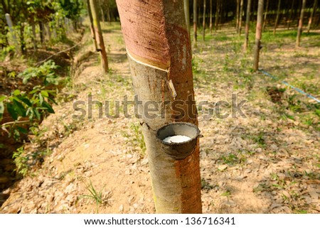 Milk of rubber tree flows into a plastic bowl