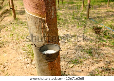 Milk of rubber tree flows into a plastic bowl