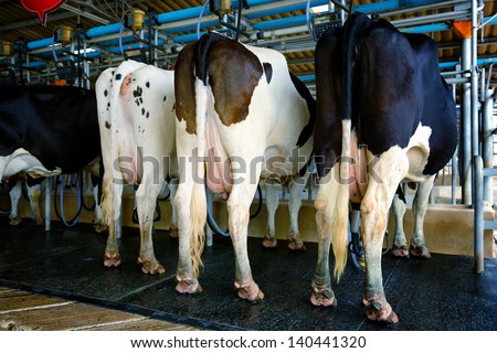 A cow prepare for milking in factory