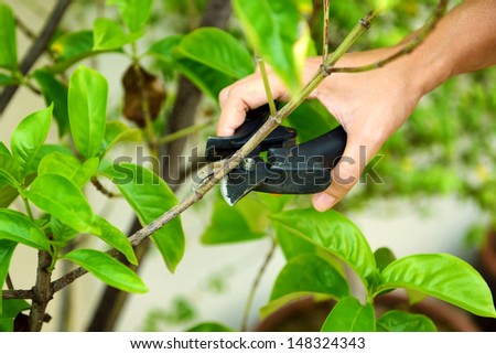 Pruning shrubs with sharp pruners