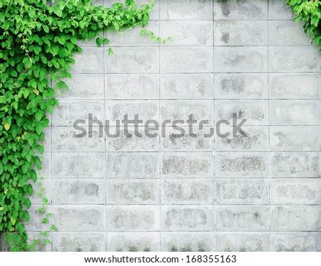 Green Creeper Plant On Brick Wall
