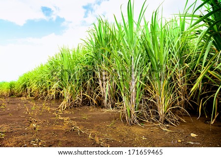 Sugarcane field in Thailand