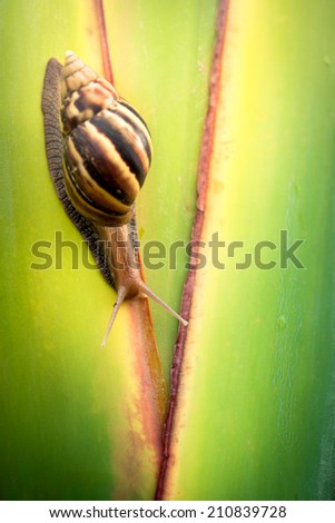 Edible snail (Helix pomatia) hang on stem tree