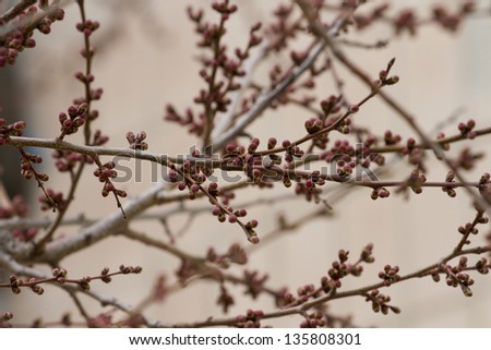 The buds on the branches of apricot spring before flowering.