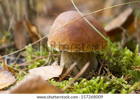 Little boletus in moss autumn forest close up.