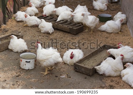 Broiler chickens breed at farm yard.