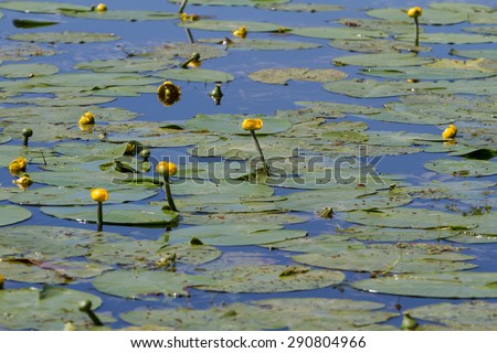 Yellow flowers of water lilies on a calm water smooth surface.