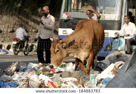HYDERABAD,AP,INDIA-FEBRUARY 9:Cow try to eat in the roadside garbage in a busy road on February 9,2014 in Hyderabad,Ap,India.A common scene in most of the places in India.