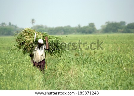 NANDIVADA, GUDIVADA, ANDHRA PRADESH,INDIA-- MARCH 27:Old rice farmer carrying feed for cattle on March 27, 2014 in Nandivada,Gudivada,Andhraprades,India.Rice is important part of the national economy.