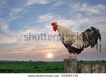 Cock against the morning sky