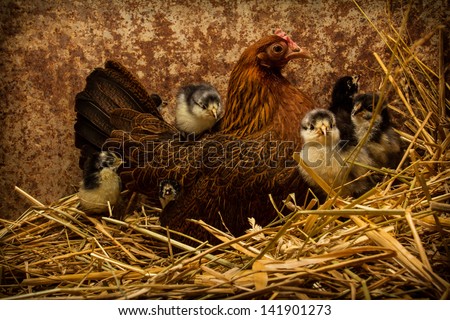 A surrogate, banty mother hen takes care of black australorp chicks