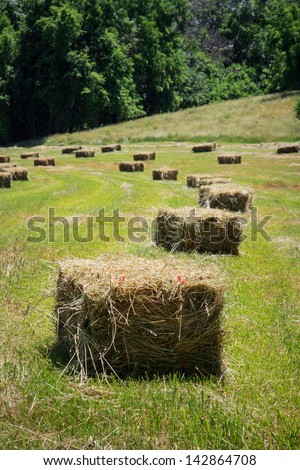 Square hay bales lay in a freshly mowed field