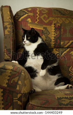 A fat cat sits back in recliner like his human